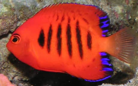 Flame Angelfish
