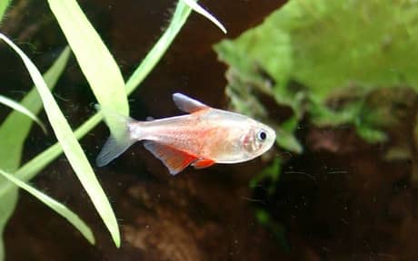 Flame Tetra