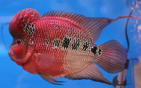 Flowerhorn Cichlid