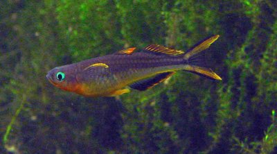 Forktail Blue-eye
