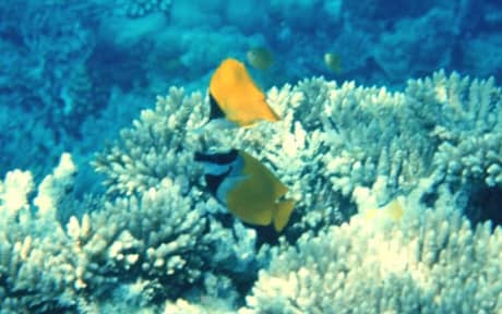 Foxface Rabbitfish