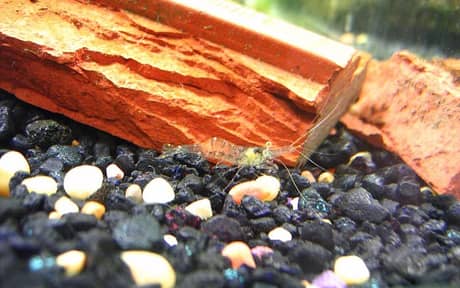 Ghost Shrimp