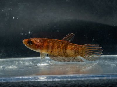 Giant Betta