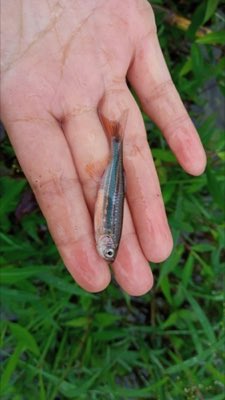 Giant Danio