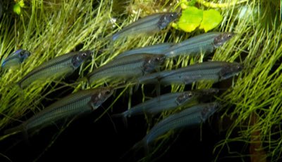 Giant Glass Catfish