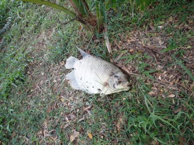 Giant Gourami