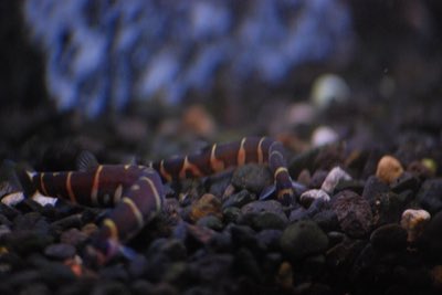 Giant Kuhli Loach