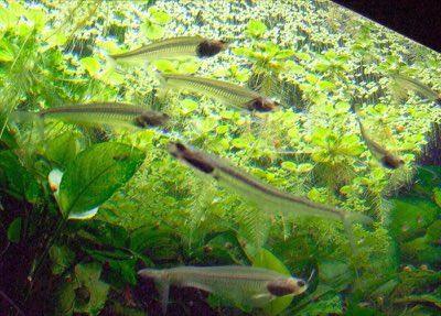 Glass Catfish