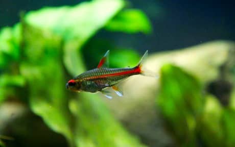 Glowlight Tetra