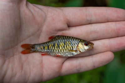 Gold Barb