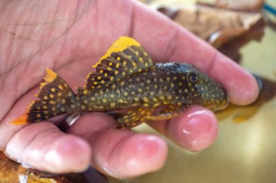 Gold Nugget Pleco