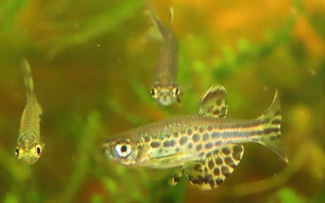 Gold Ring Danio