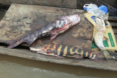 Gold Zebra Catfish