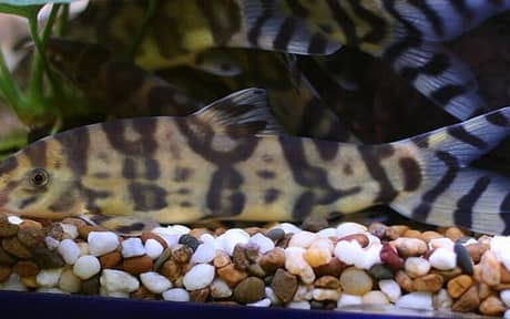 Gold Zebra Loach