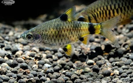 Golden Dwarf Barb