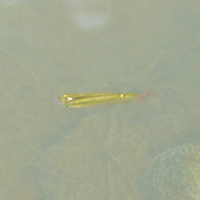 Golden Wonder Killifish