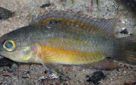 Goldeneye Dwarf Cichlid