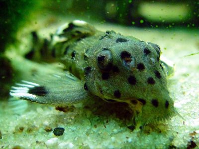 Goldie Pleco