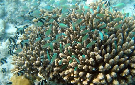 Green Chromis