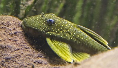 Green Phantom Pleco