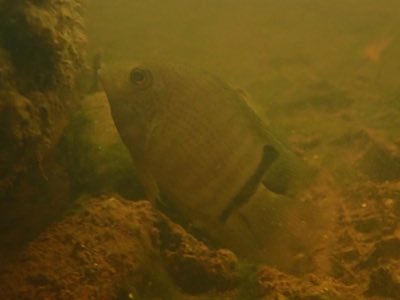 Green Severum