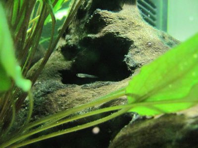 Guppy