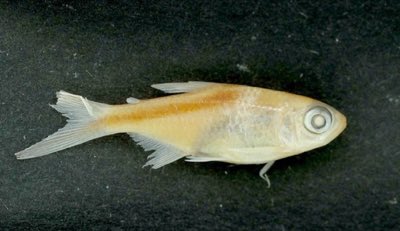 Half-striped Penguin Tetra
