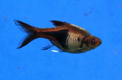 Harlequin Rasbora