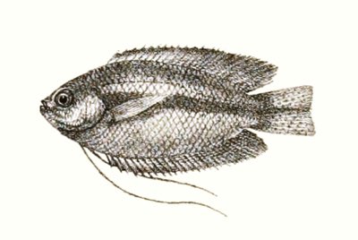 Honey Gourami