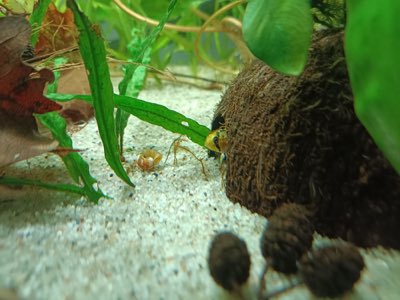 Hongsloi Dwarf Cichlid