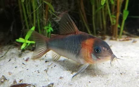 Horseman Cory