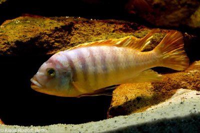 Ice Blue Cichlid