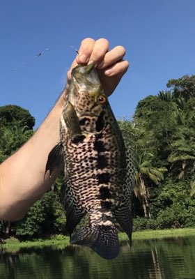 Jaguar Cichlid