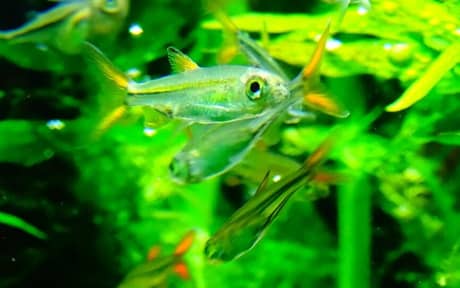 Jelly Bean Tetra