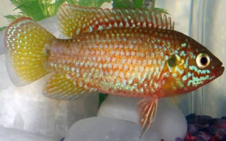 Jewel Cichlid