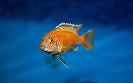 Johanni Cichlid