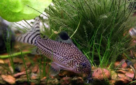 Julii Corydoras