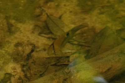 Keyhole Cichlid