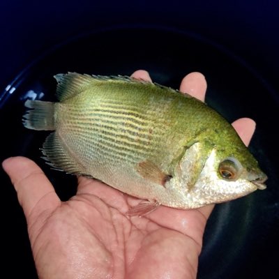 Kissing Gourami