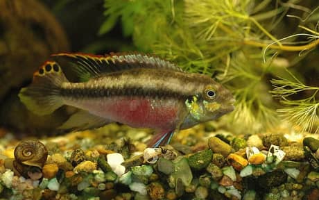 Kribensis