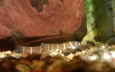 Kuhli Loach