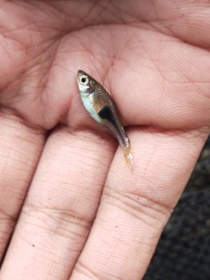 Lambchop Rasbora