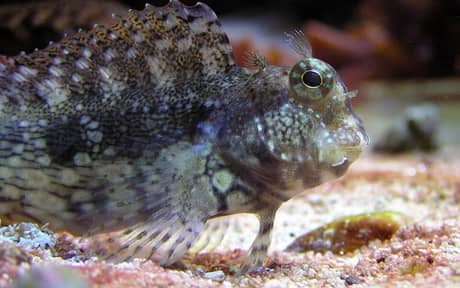 Lawnmower Blenny