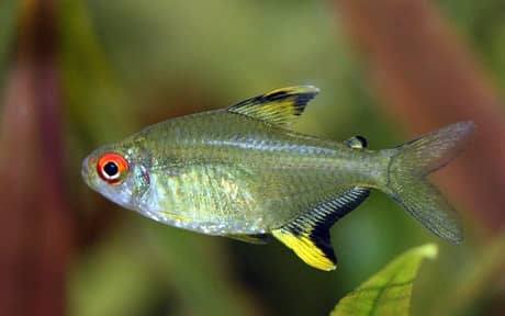 Lemon Tetra