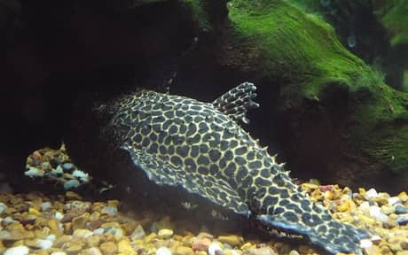 Leopard Cactus Pleco