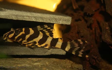 Leopard Frog Pleco