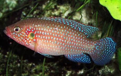 Lifalili Jewel Cichlid
