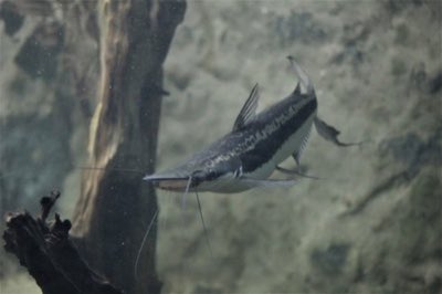 Lima Shovelnose Catfish