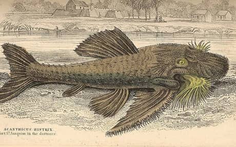 Lyre Tail Pleco
