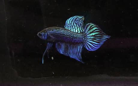 Mahachai Betta